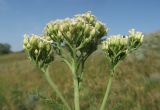Achillea setacea
