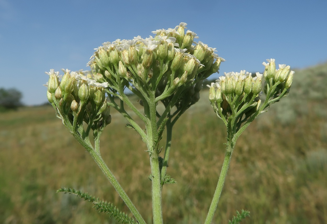 Image of Achillea setacea specimen.