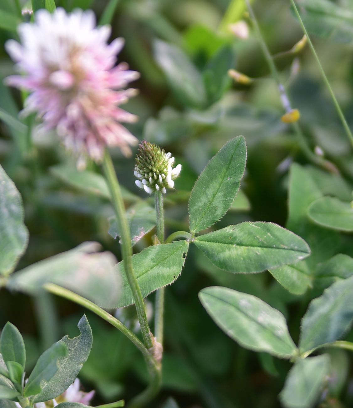 Изображение особи род Trifolium.