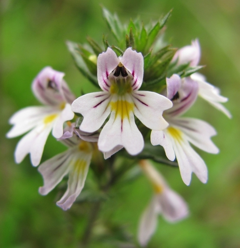 Изображение особи Euphrasia brevipila.