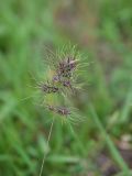 Poa bulbosa subspecies vivipara. Соцветие с проросшими выводковыми луковичками. Грузия, край Самцхе-Джавахети, Ахалцихский муниципалитет, левый борт р. Цинубанисцкали, 1,5 км выше по течению от горячего источника Цинубани, луг. 9 июня 2026 г.