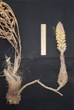 Orobanche kotschyi