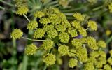 Смотреть изображение Zosima absinthifolia