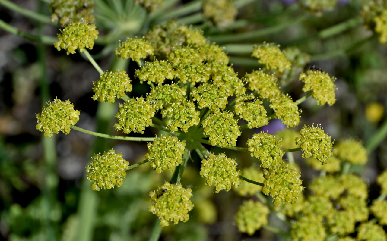 Image of Zosima absinthifolia specimen.