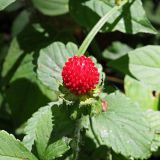 Duchesnea indica. Плод. Краснодарский край, муниципальное образование город-курорт Сочи, Адлерский р-н, Кудепстинский сельский округ, окр. пос. Дубравный, Кудепстинский дендропарк, широколиственный лес. 05.07.2024.