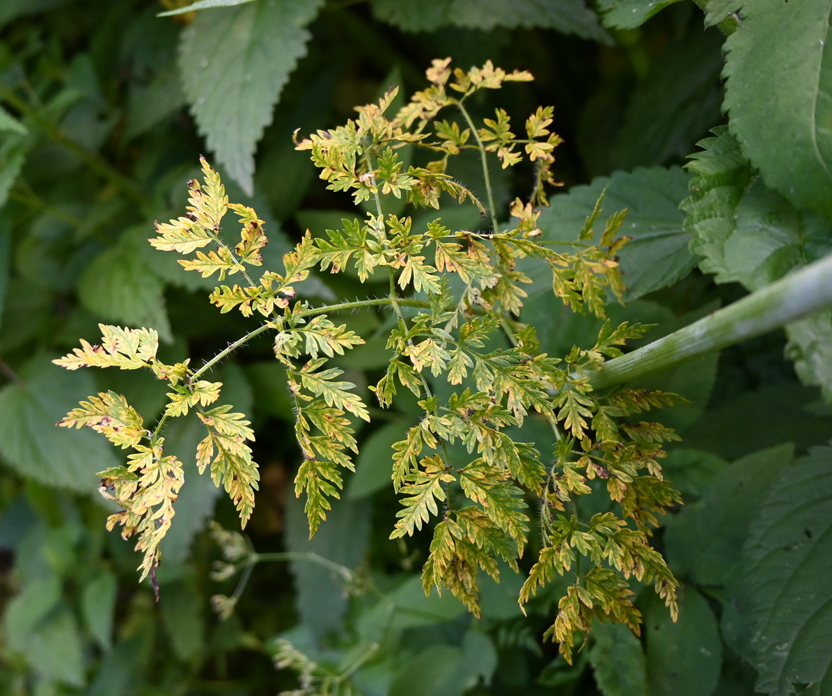 Image of Chaerophyllum bulbosum specimen.