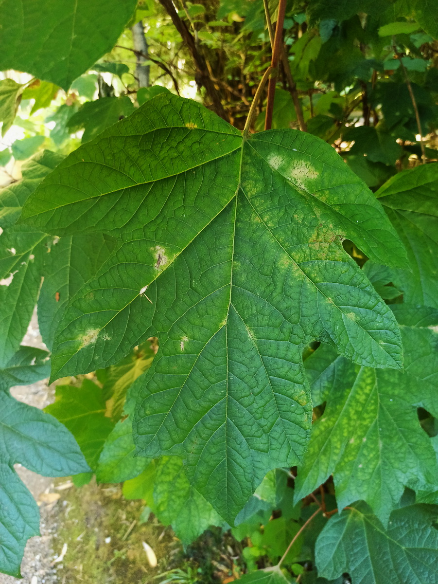Изображение особи Hydrangea quercifolia.