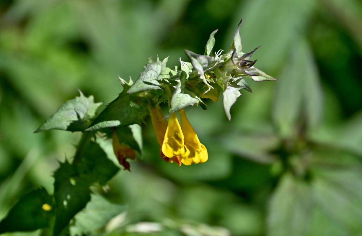 Изображение особи Melampyrum nemorosum.