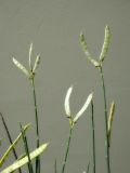 unknown species. Верхушки побегов с соплодиями. Республика Молдова, муниципалитет Кишинёв, у бетонного забора. 27 июля 2026 г.