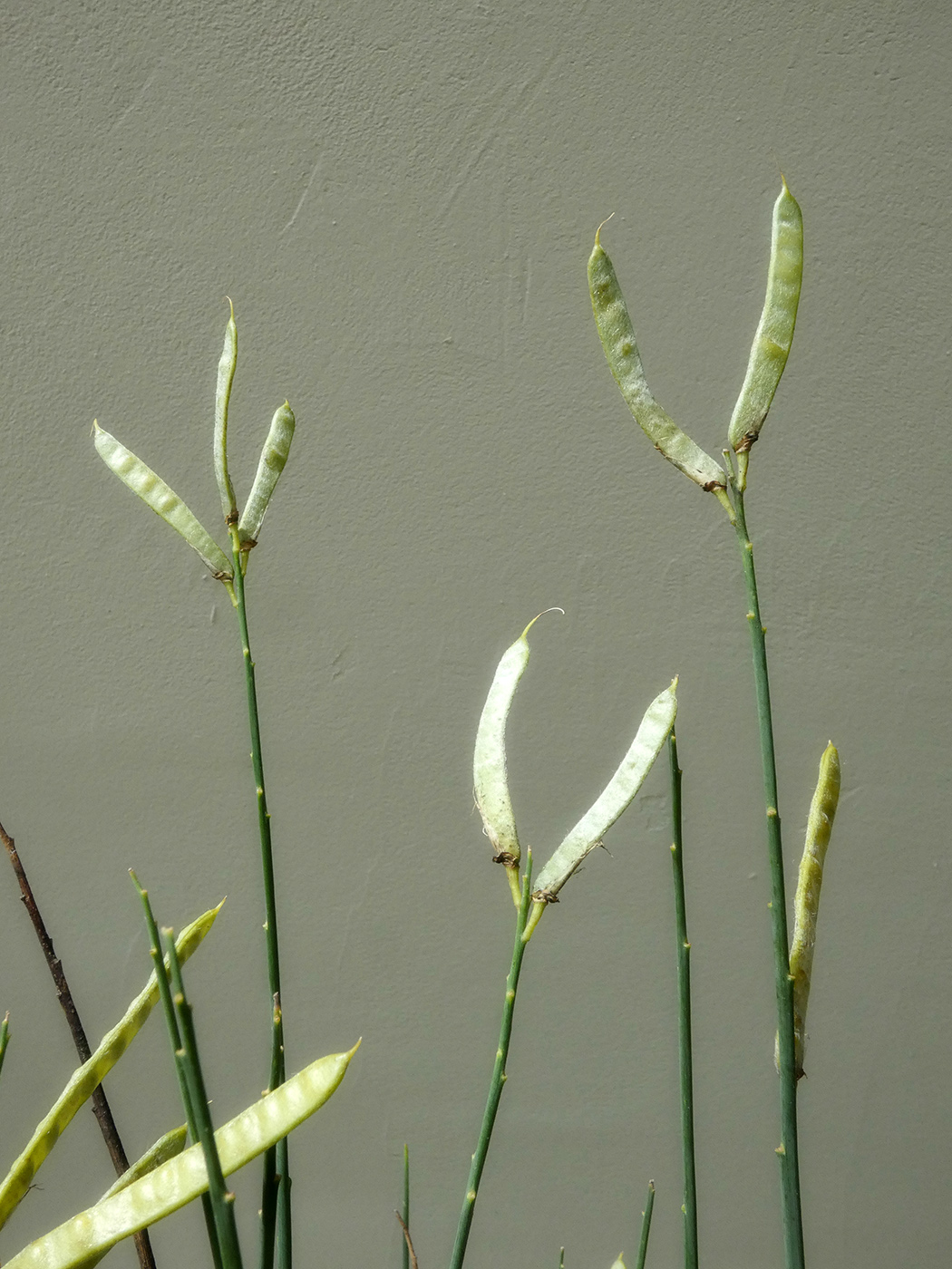 Image of familia Fabaceae specimen.
