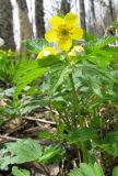 Anemone ranunculoides. Цветущее растение. Адыгея, р-н Азишского пер., выс. 1500 н.у.м. 13.05.2011.