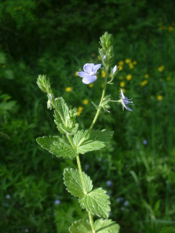 Image of Veronica chamaedrys specimen.