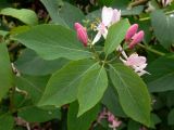 Lonicera tatarica. Побег с бутонами. Свердловская обл., Первоуральский городской округ, окрестности ж.-д. станции Хрустальная, в культуре. 12.06.2011.