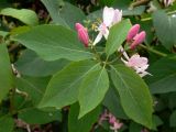 Lonicera tatarica. Побег с бутонами. Свердловская обл., Первоуральский городской округ, окрестности ж.-д. станции Хрустальная, в культуре. 12.06.2011.