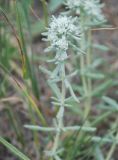 Teucrium capitatum