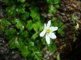 Hepatica falconeri