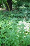 Veronicastrum sibiricum. Растение в начале плодоношения. Москва, ГБС РАН. 08.07.2011.
