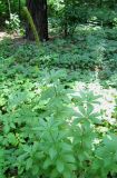 Veronicastrum sibiricum