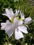 Malva moschata