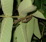 genus Juglans