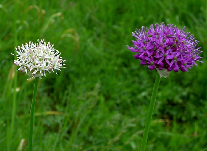 Image of Allium suworowii specimen.