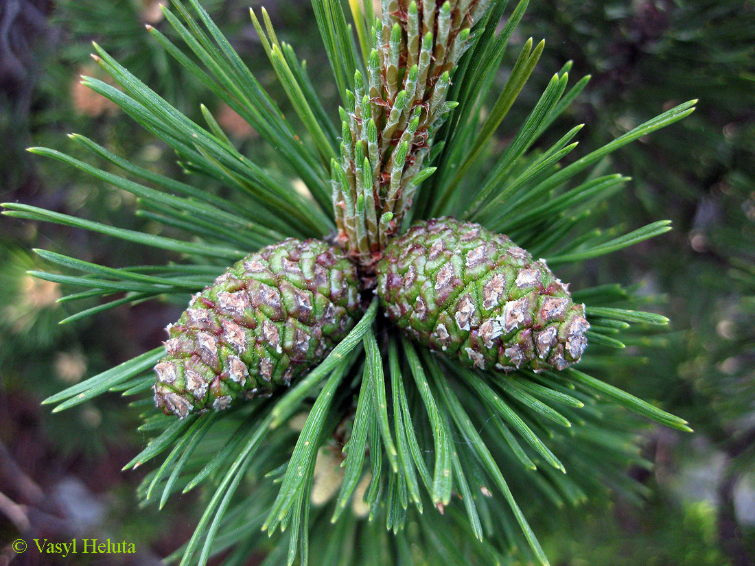 Изображение особи Pinus mugo.