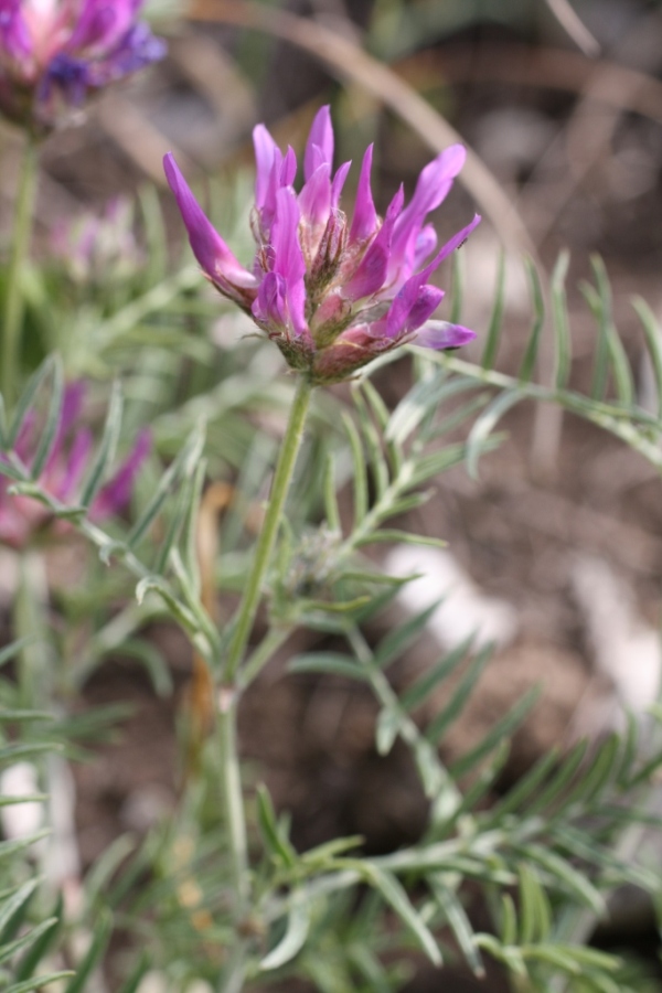 Image of Astragalus circassicus specimen.