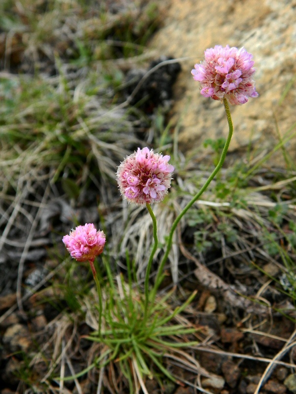 Изображение особи Armeria scabra.