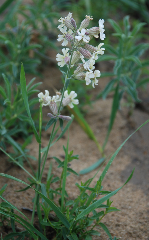 Изображение особи Silene amoena.