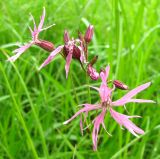 Coccyganthe flos-cuculi. Соцветие. Ярославская обл., Некоузский р-н, пос. Новый Некоуз, закустаренный луг по берегу р. Ильд. 15.06.2011.