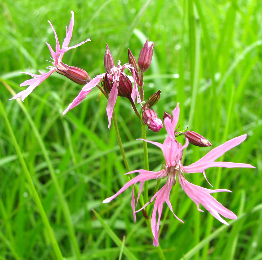 Изображение особи Coccyganthe flos-cuculi.