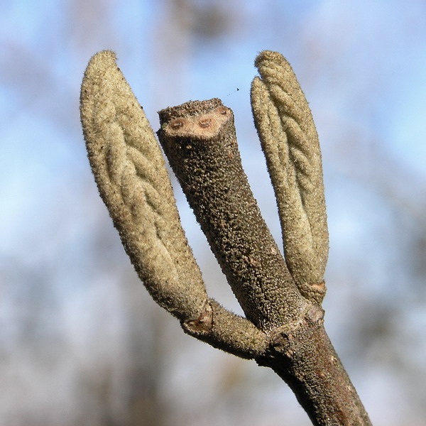 Image of Viburnum lantana specimen.
