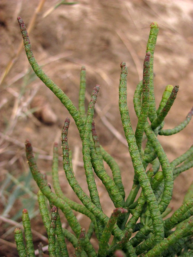 Image of Salicornia borysthenica specimen.