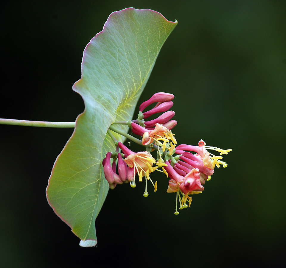 Изображение особи Lonicera dioica.