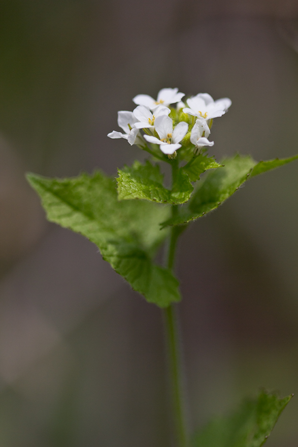 Image of Alliaria petiolata specimen.