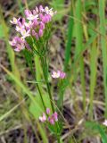 Centaurium erythraea