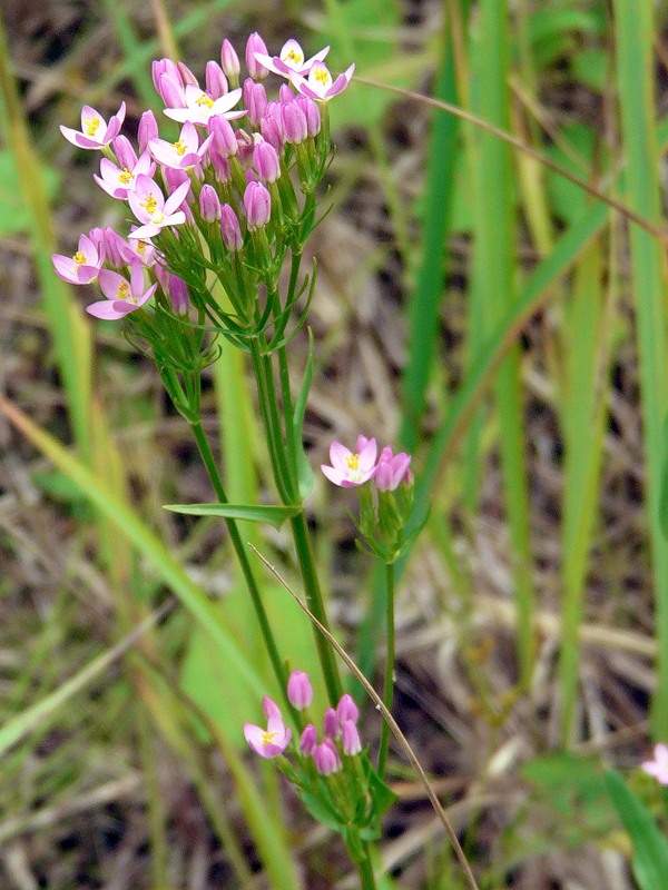 Image of Centaurium erythraea specimen.