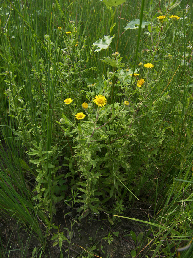 Изображение особи Pulicaria dysenterica.