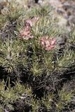 Astragalus inaequalifolius. Верхушка растения с соцветиями. Южный Казахстан, Верхний Боролдай, ущ. Карасай, восточный гребень. 05.07.2011.