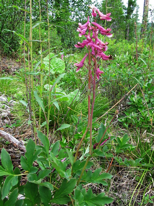 Изображение особи Corydalis paeoniifolia.