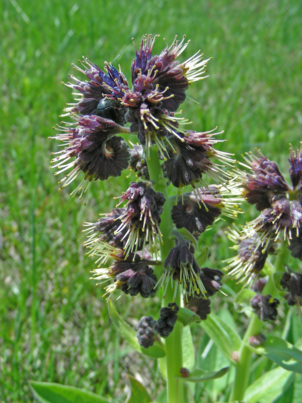 Изображение особи Solenanthus circinnatus.