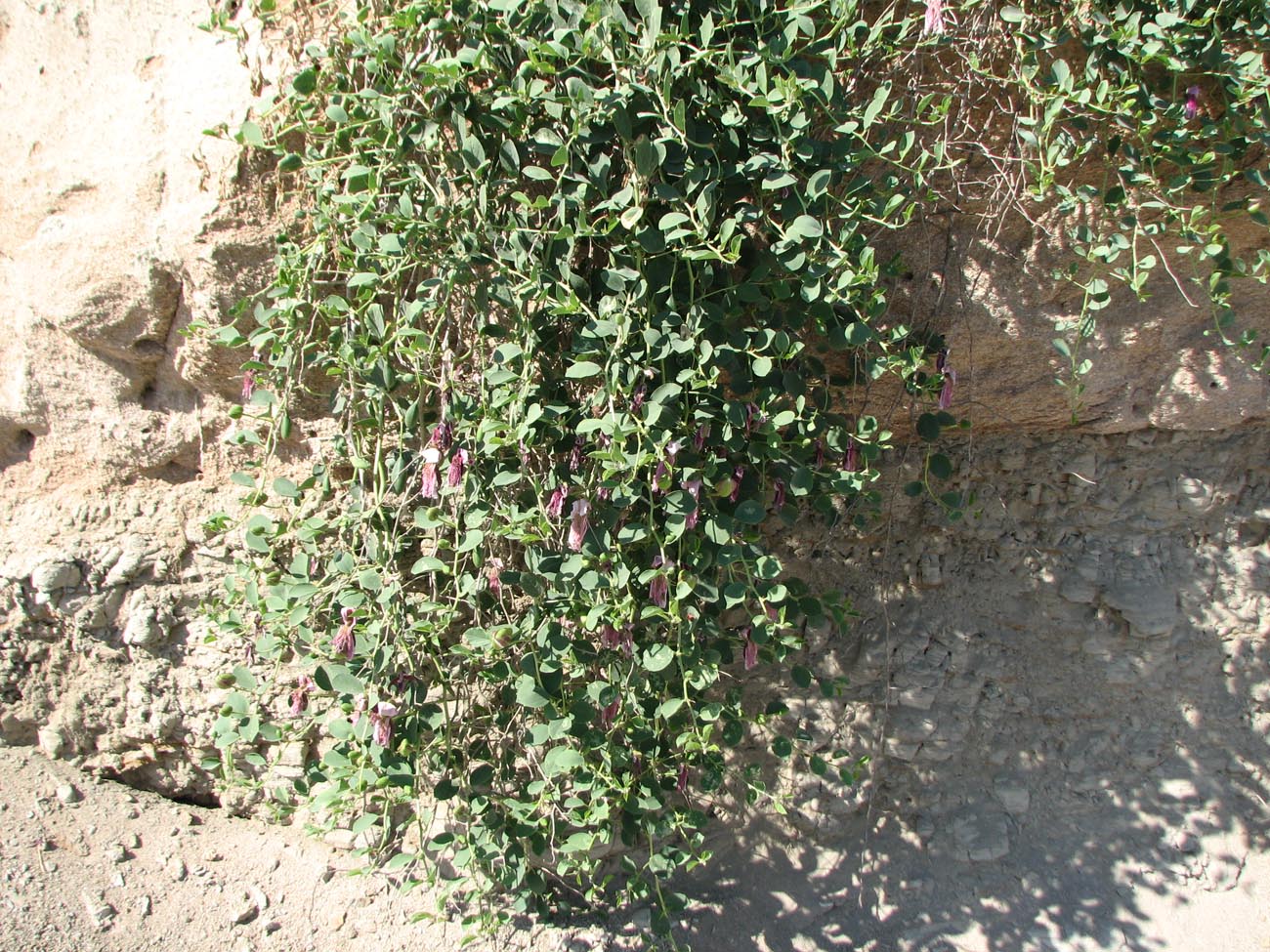 Image of Capparis herbacea specimen.