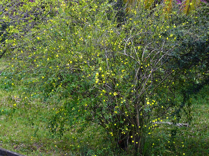 Image of Jasminum mesnyi specimen.