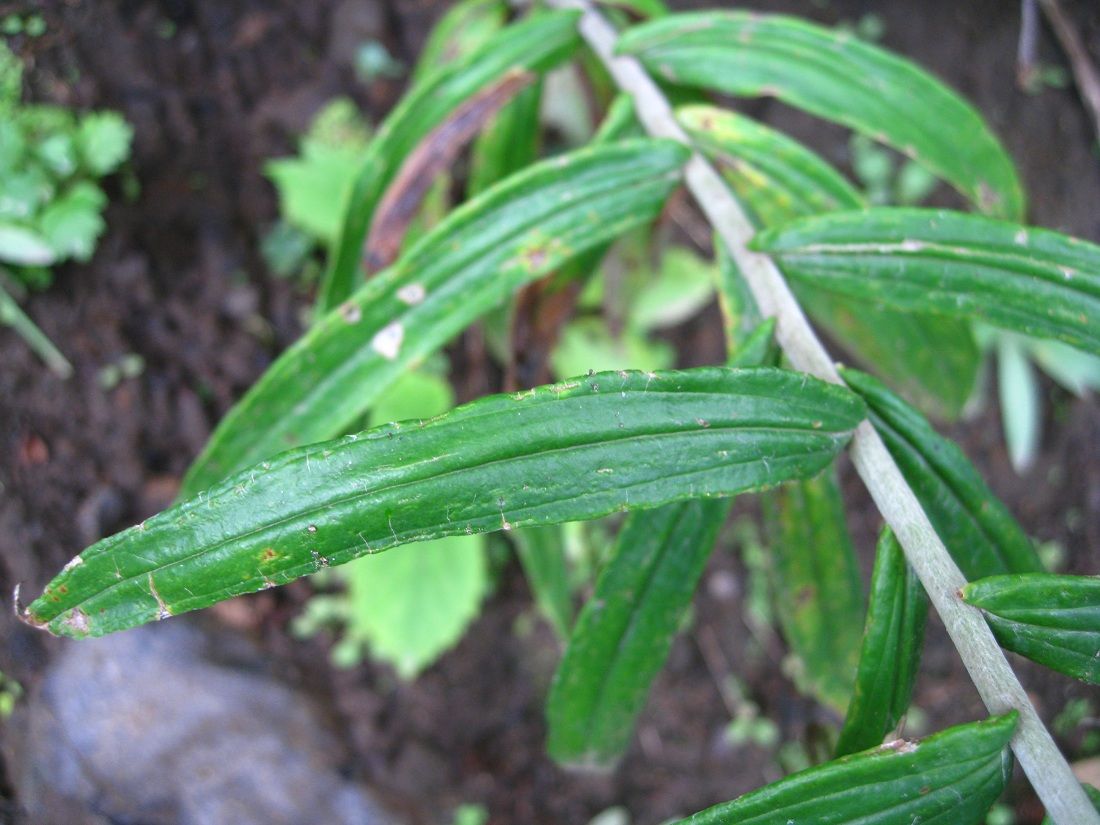 Image of Anaphalis margaritacea specimen.