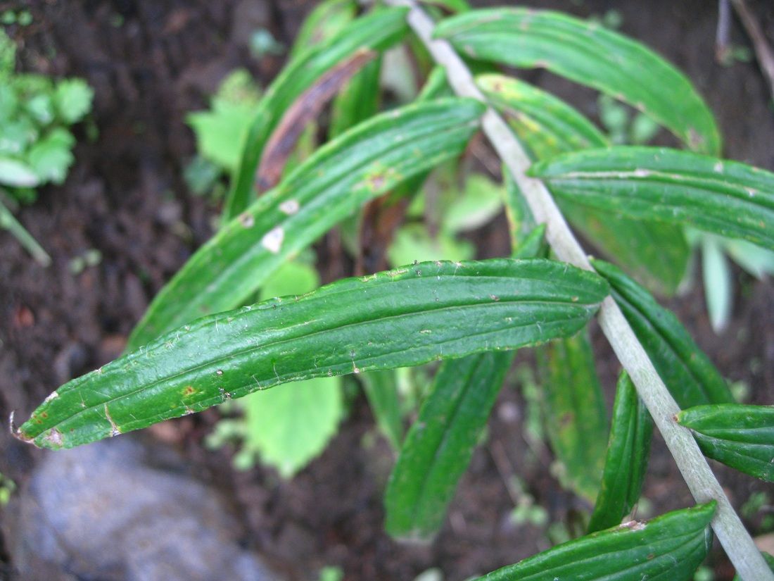 Изображение особи Anaphalis margaritacea.