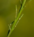 Hirschfeldia incana