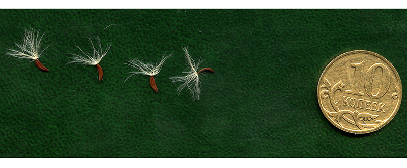 Image of Picris hieracioides specimen.