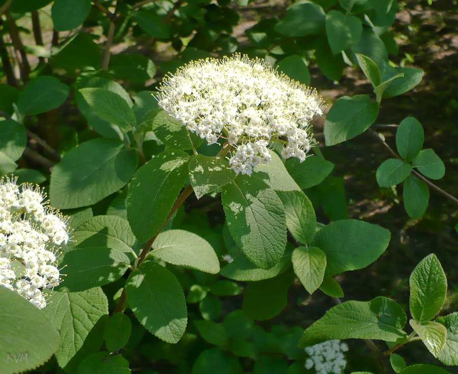 Изображение особи Viburnum lantana.