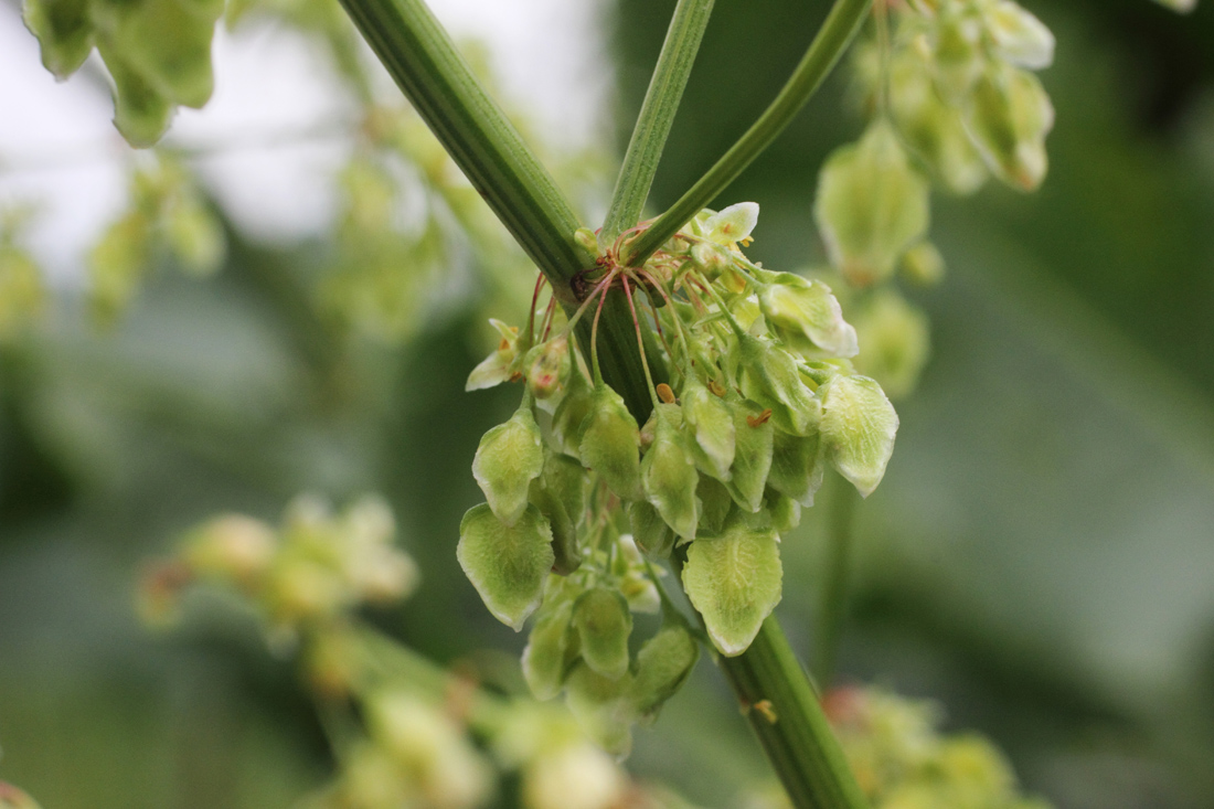 Изображение особи Rumex tianschanicus.