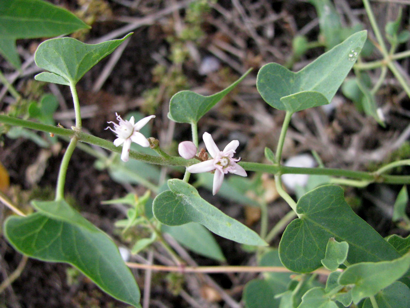 Image of Cynanchum acutum specimen.